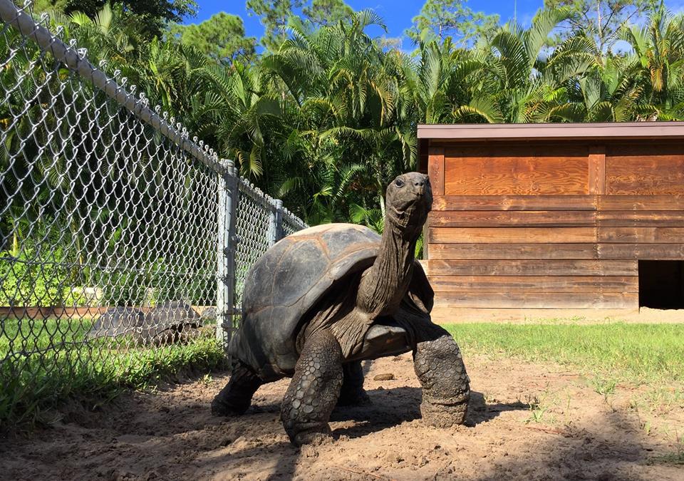 Aldabra Breeders