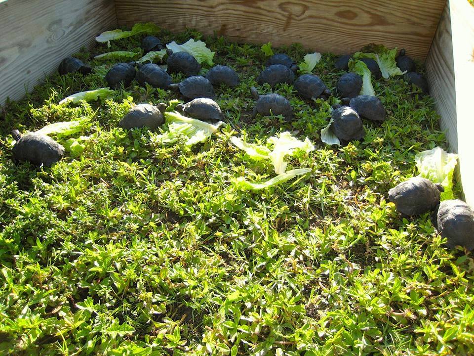Aldabra Breeders