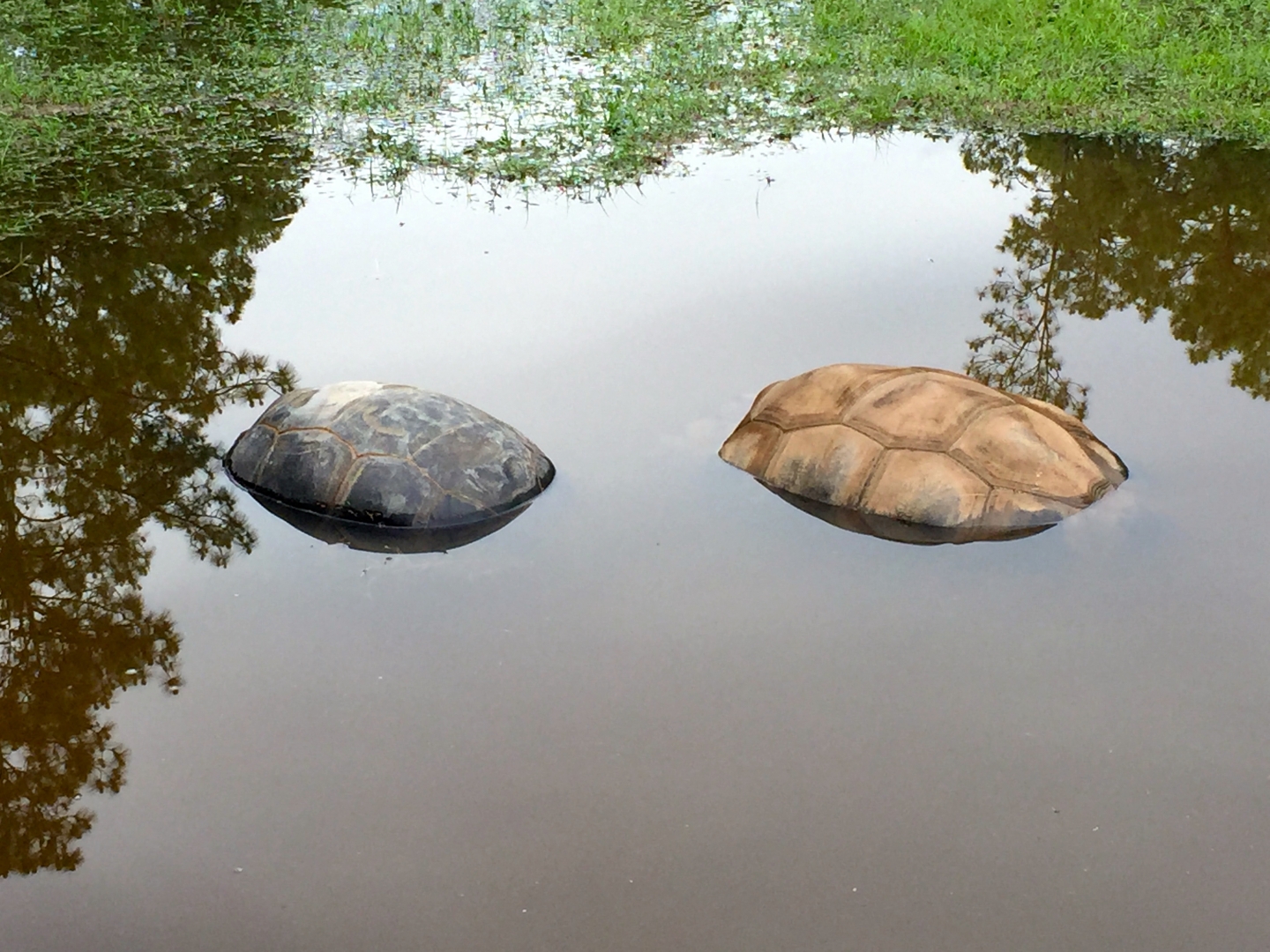 Aldabra Breeders