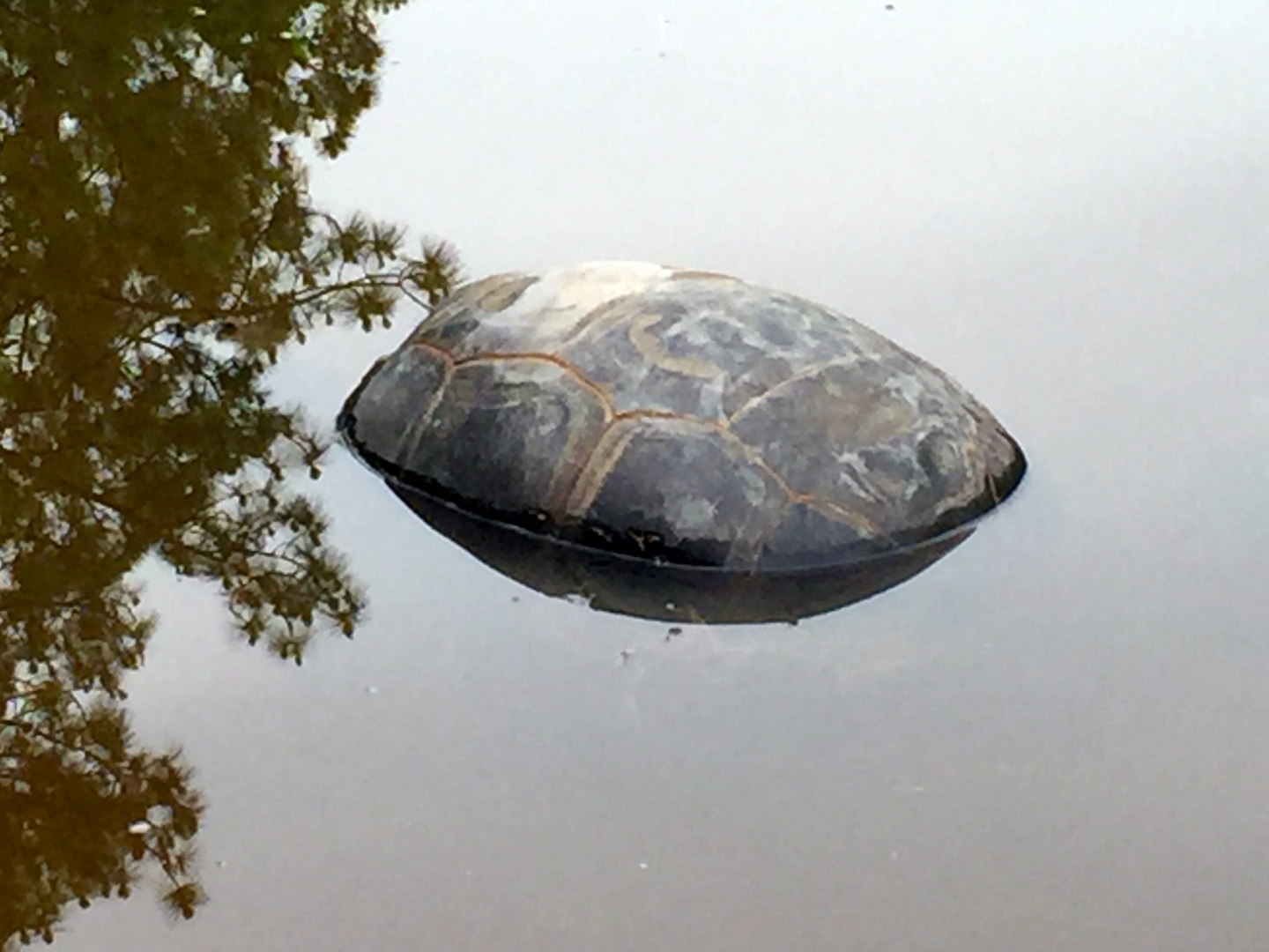 Aldabra Breeders