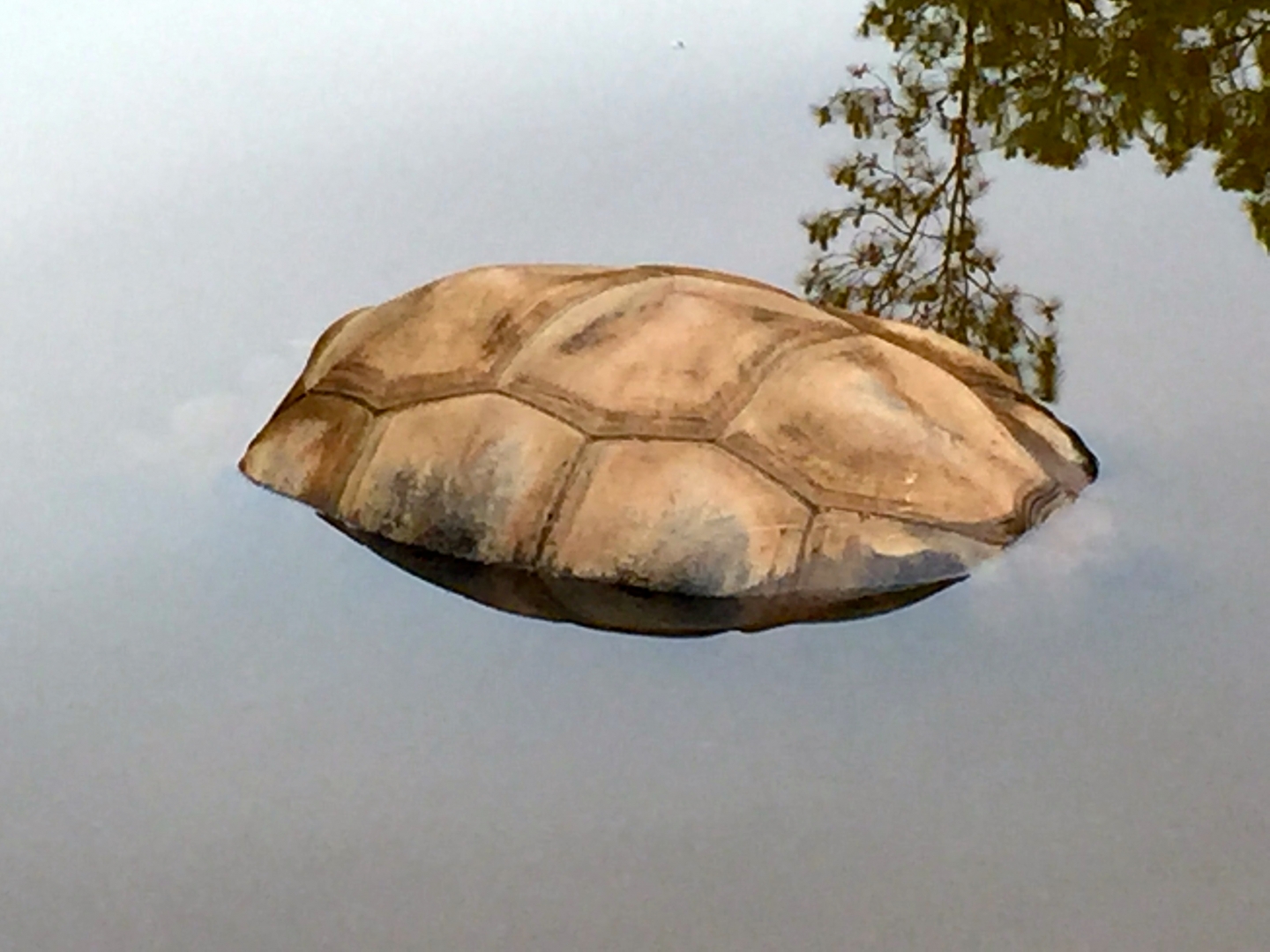 Aldabra Breeders