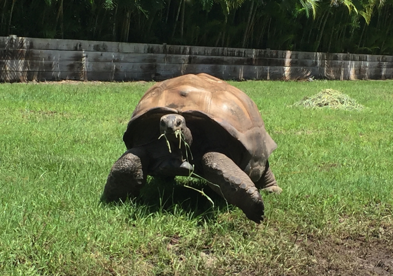 Aldabra Breeders