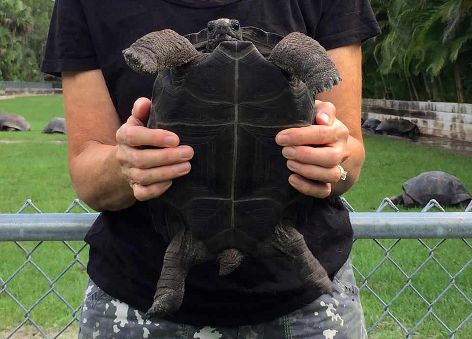 Aldabra Breeders