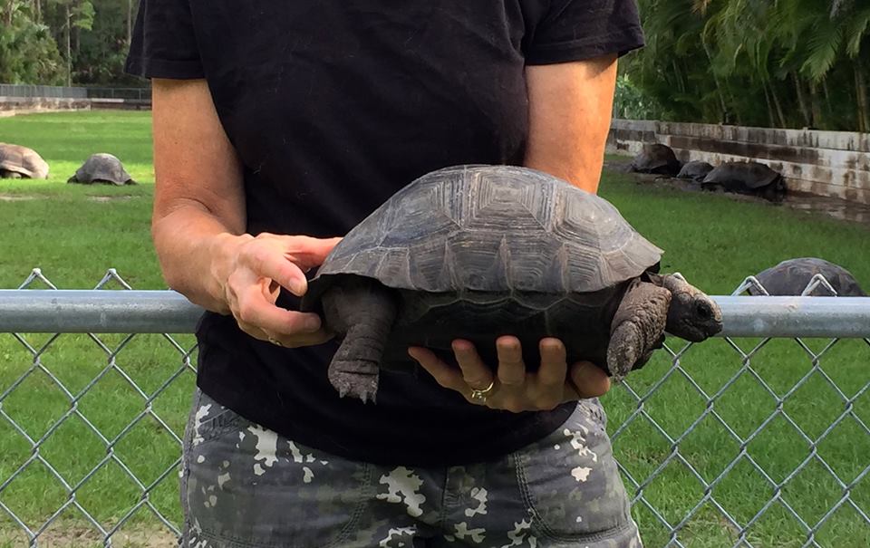 Aldabra Breeders