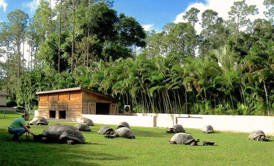 Aldabra Breeders