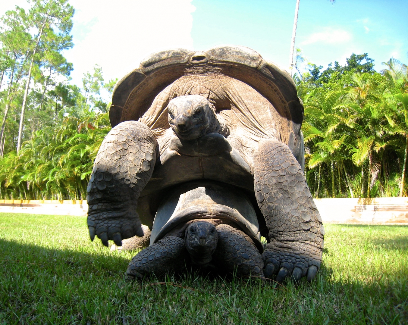 Aldabra Breeders