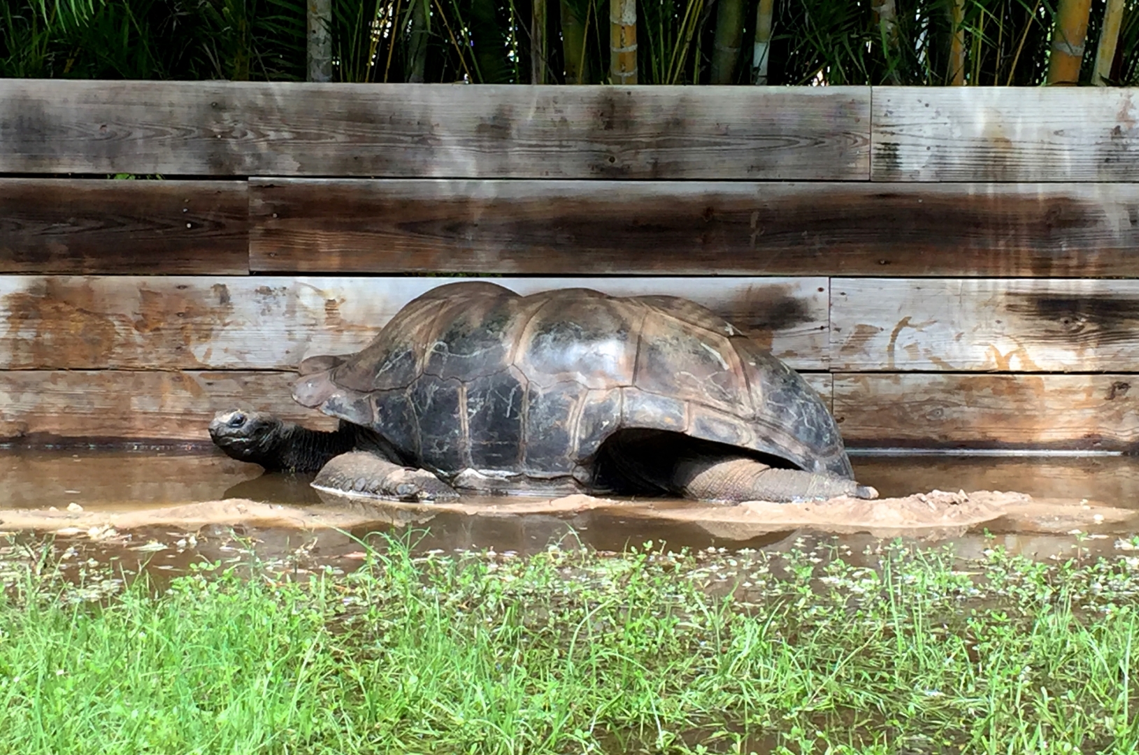 Aldabra Breeders