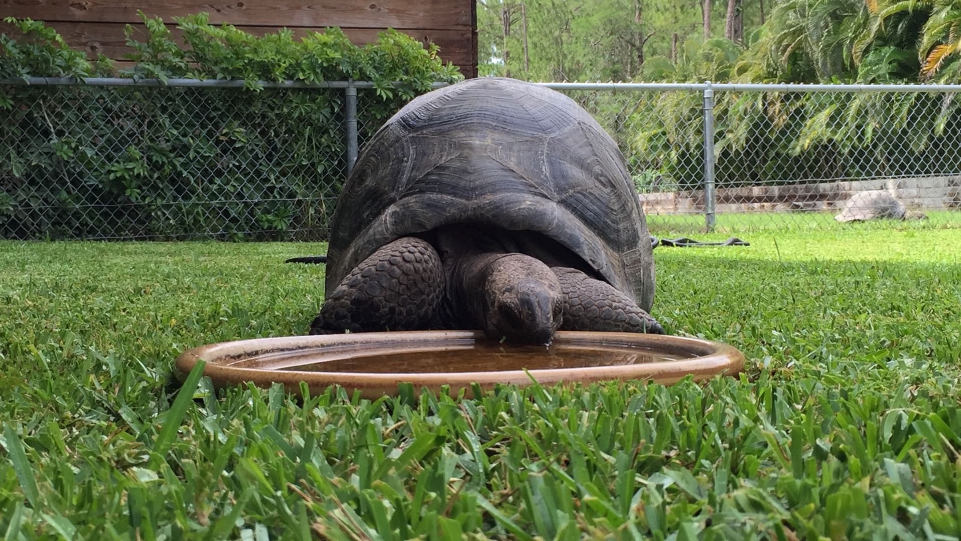 Aldabra Breeders