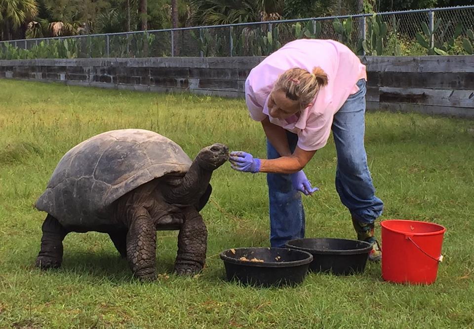 Aldabra Breeders