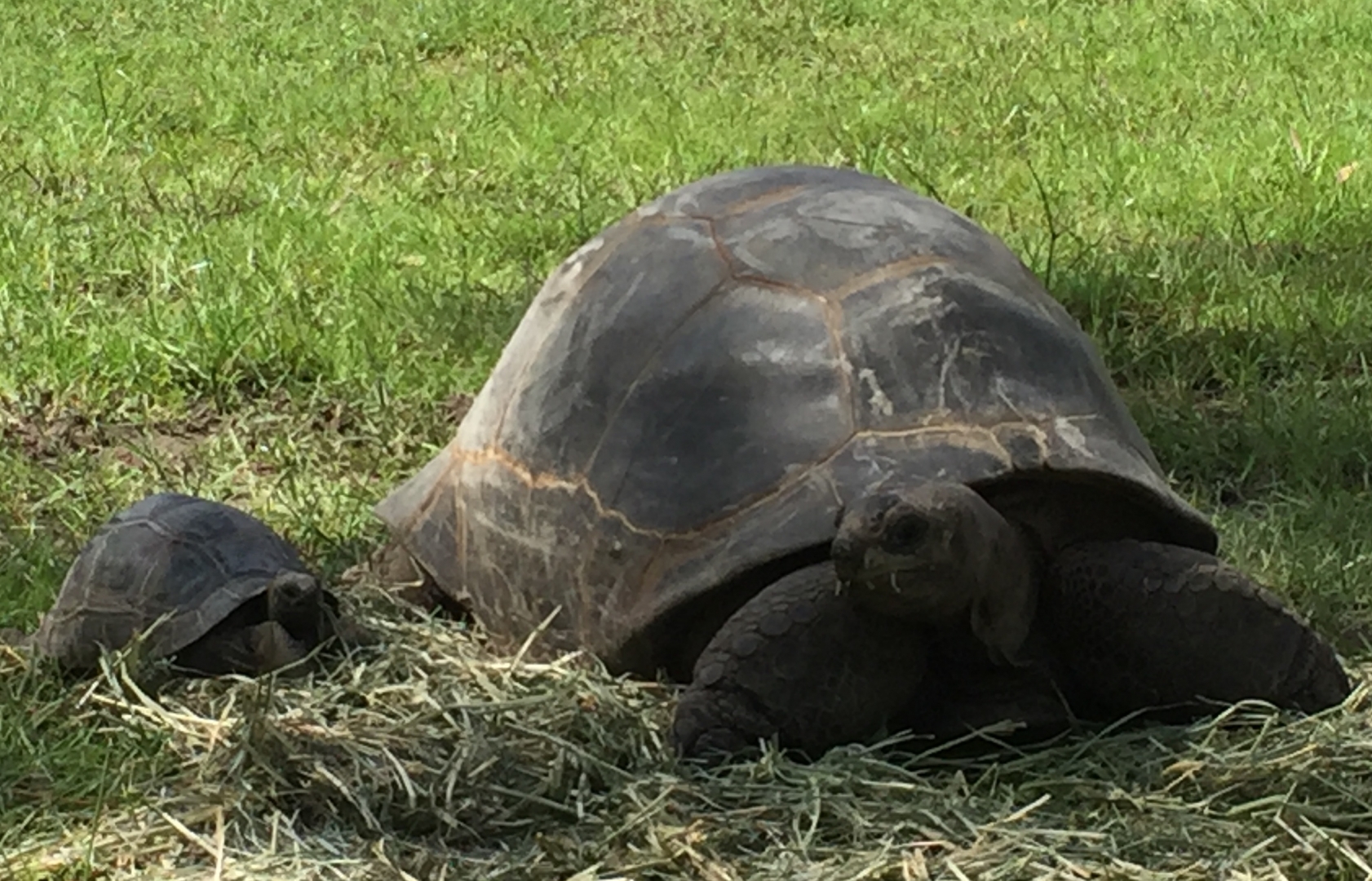 Aldabra Breeders