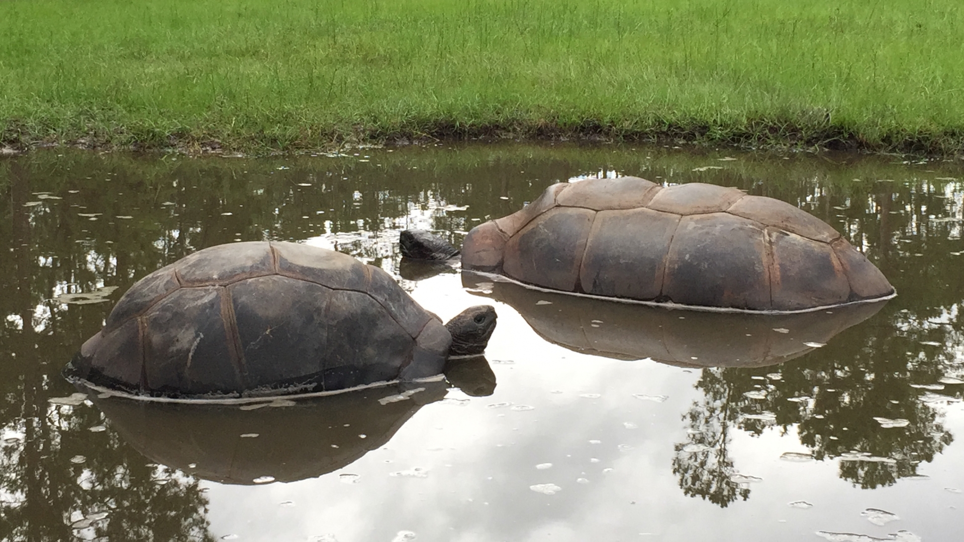 Aldabra Breeders