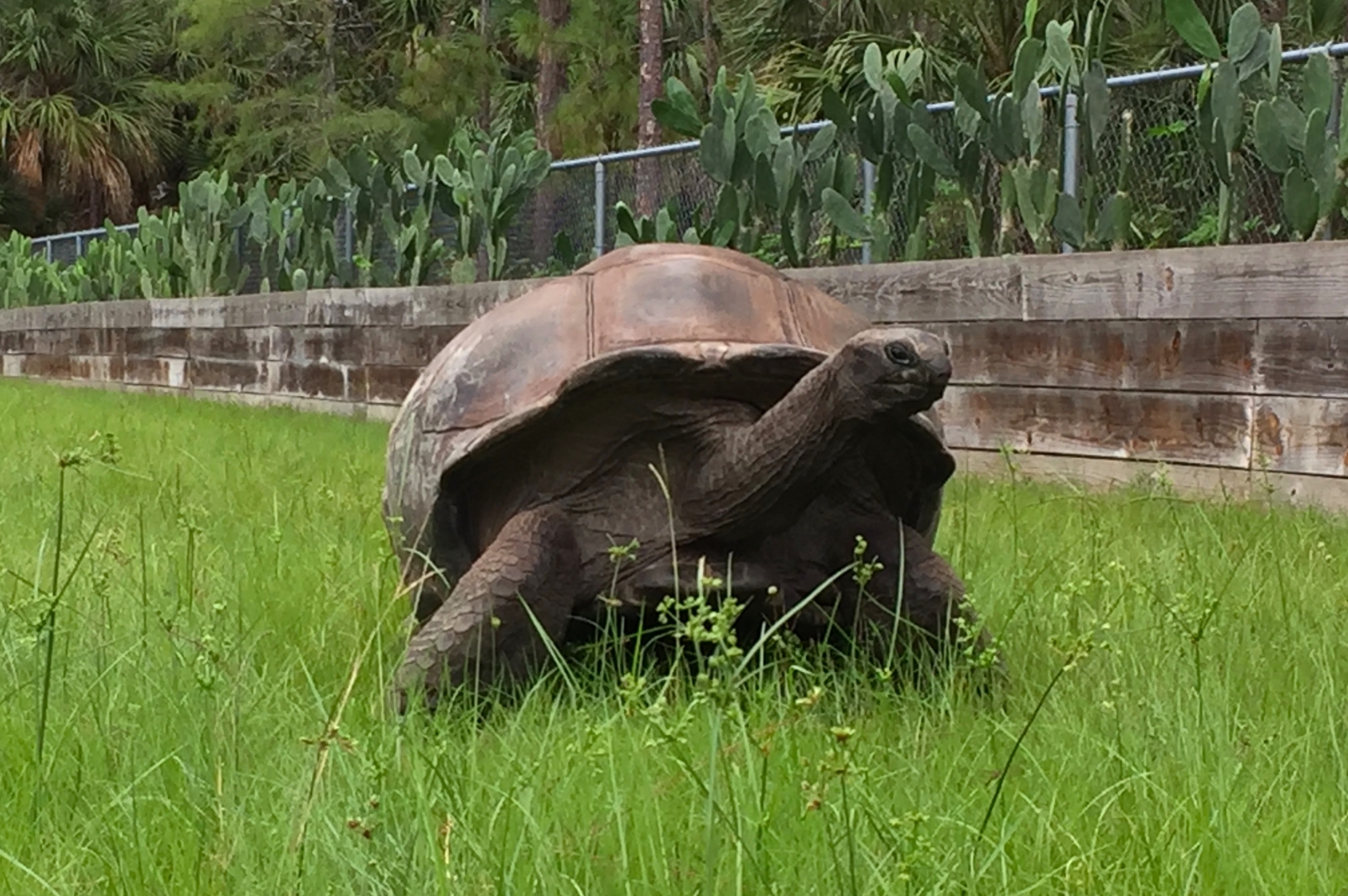 Aldabra Breeders