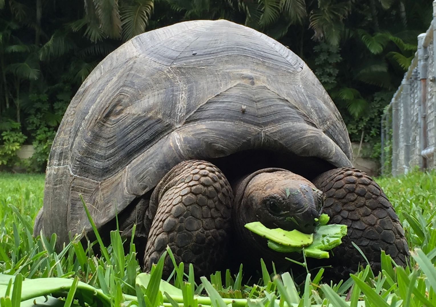 Aldabra Breeders