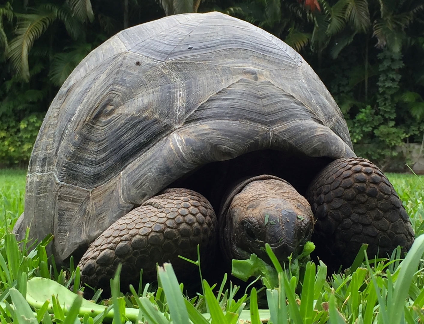 Aldabra Breeders