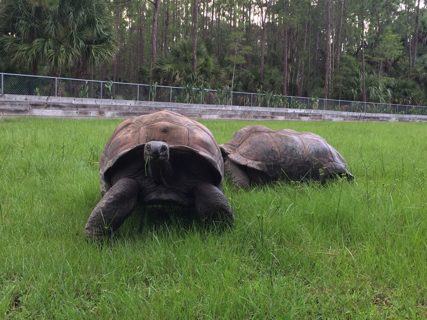 Aldabra Breeders