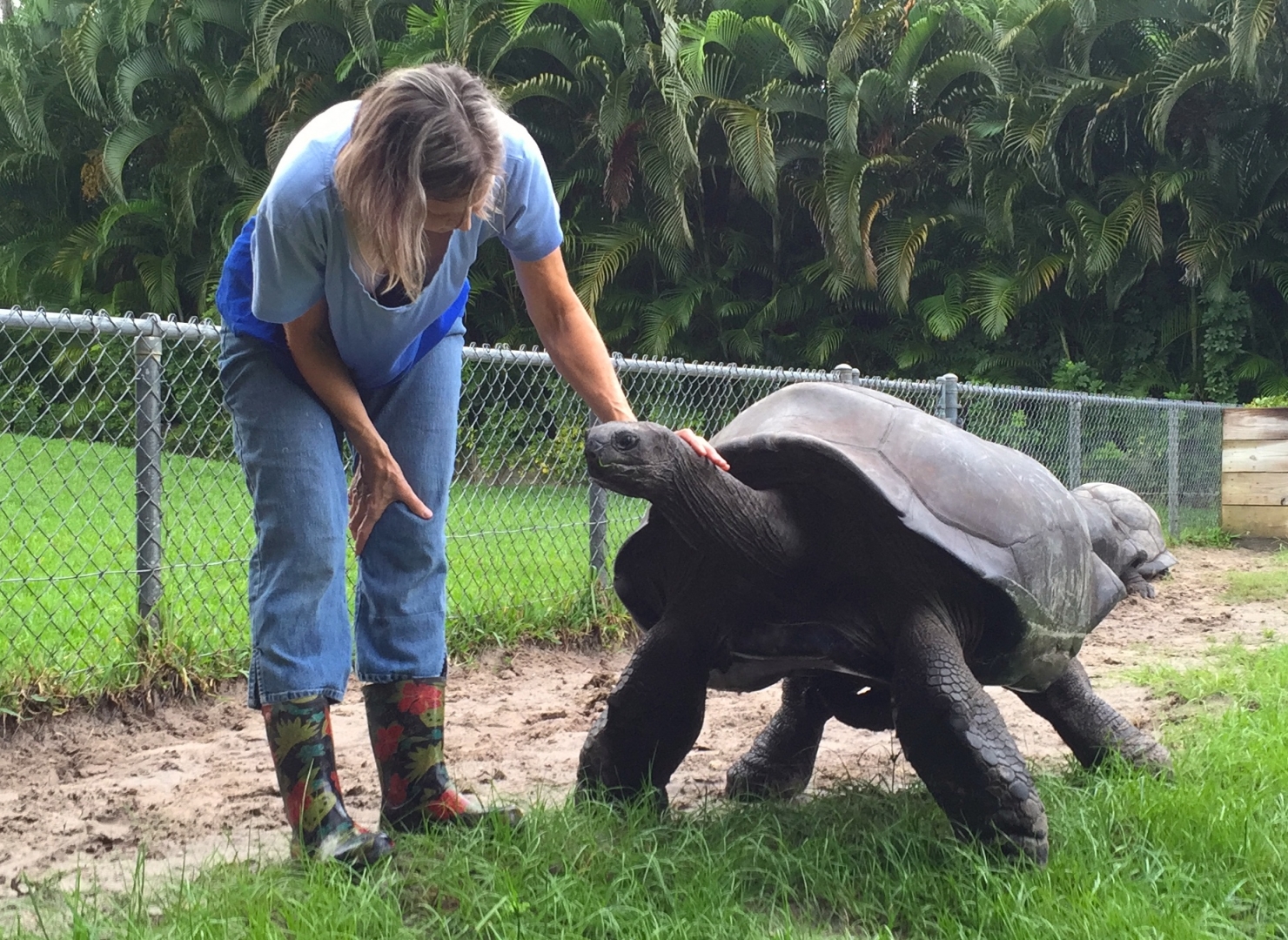 Aldabra Breeders