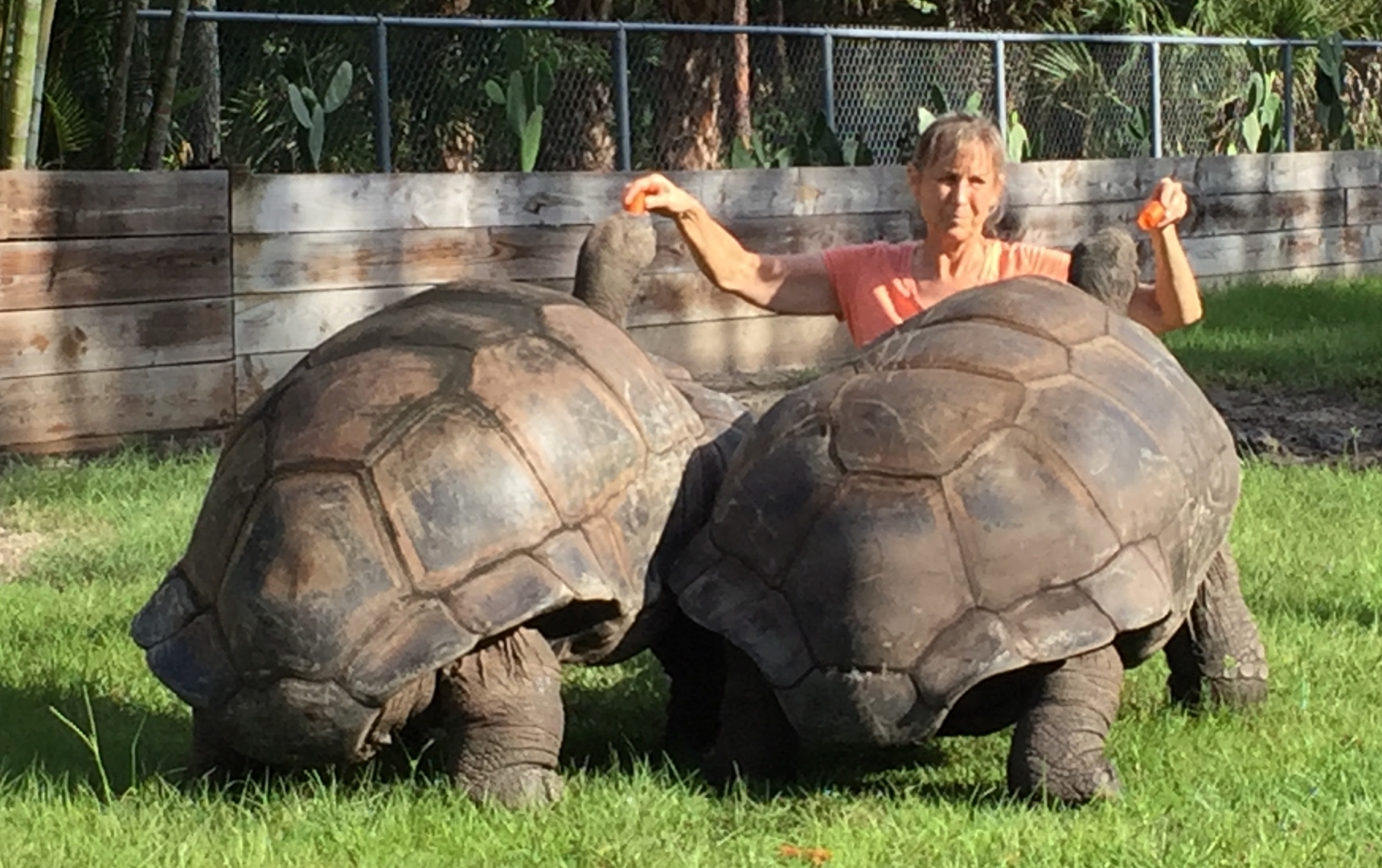 Aldabra Breeders