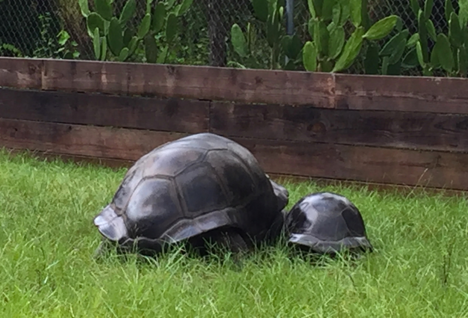 Aldabra Breeders