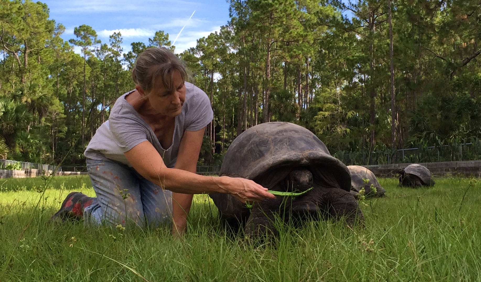 Aldabra Breeders