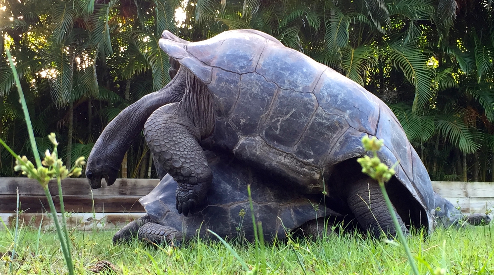 Aldabra Breeders