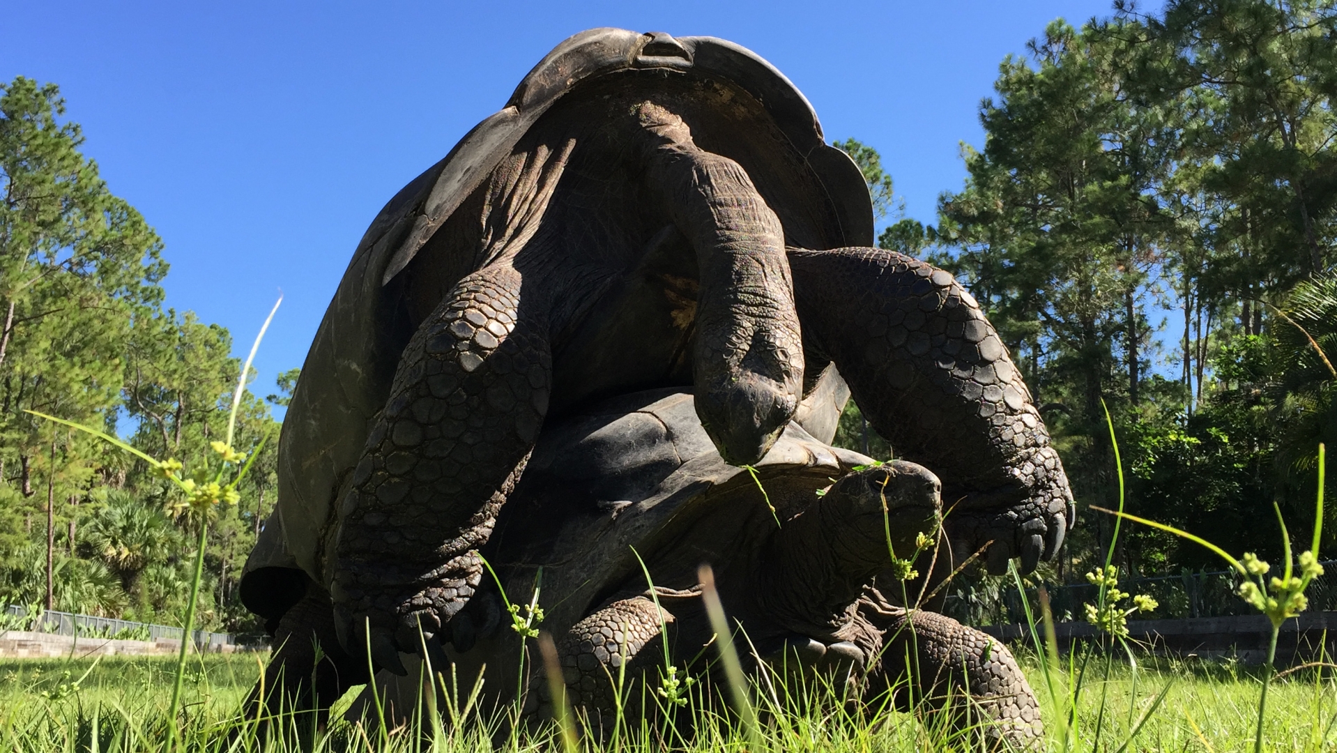 Aldabra Breeders