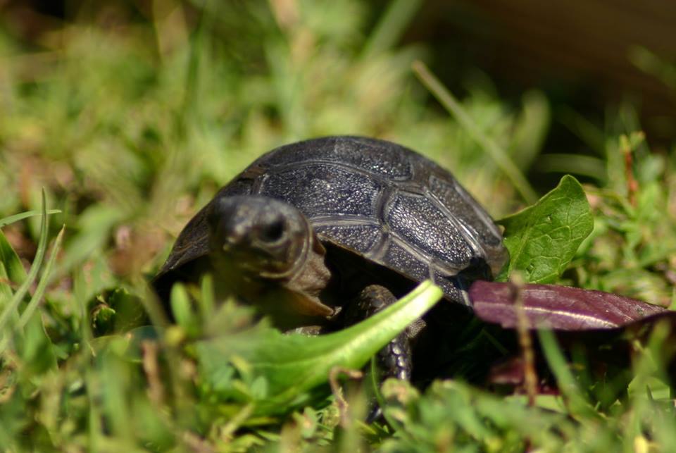 Aldabra Breeders