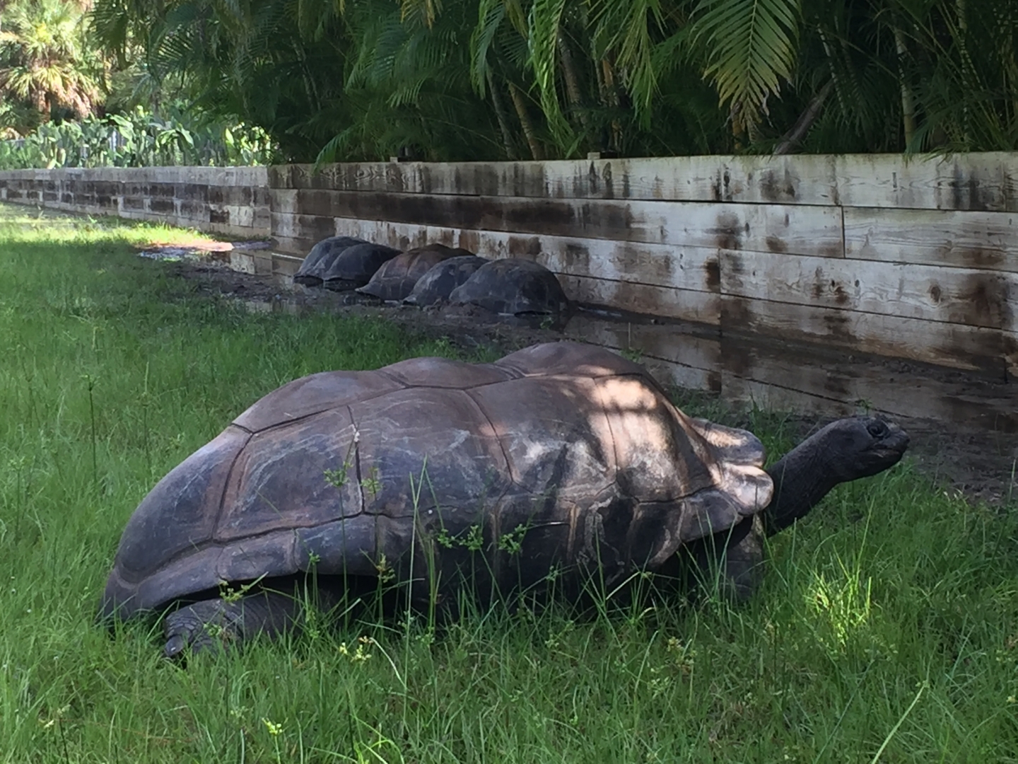 Aldabra Breeders