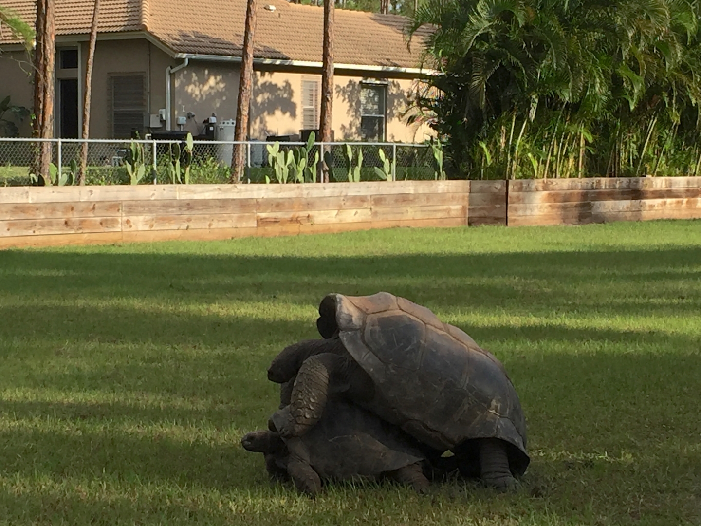 Aldabra Breeders