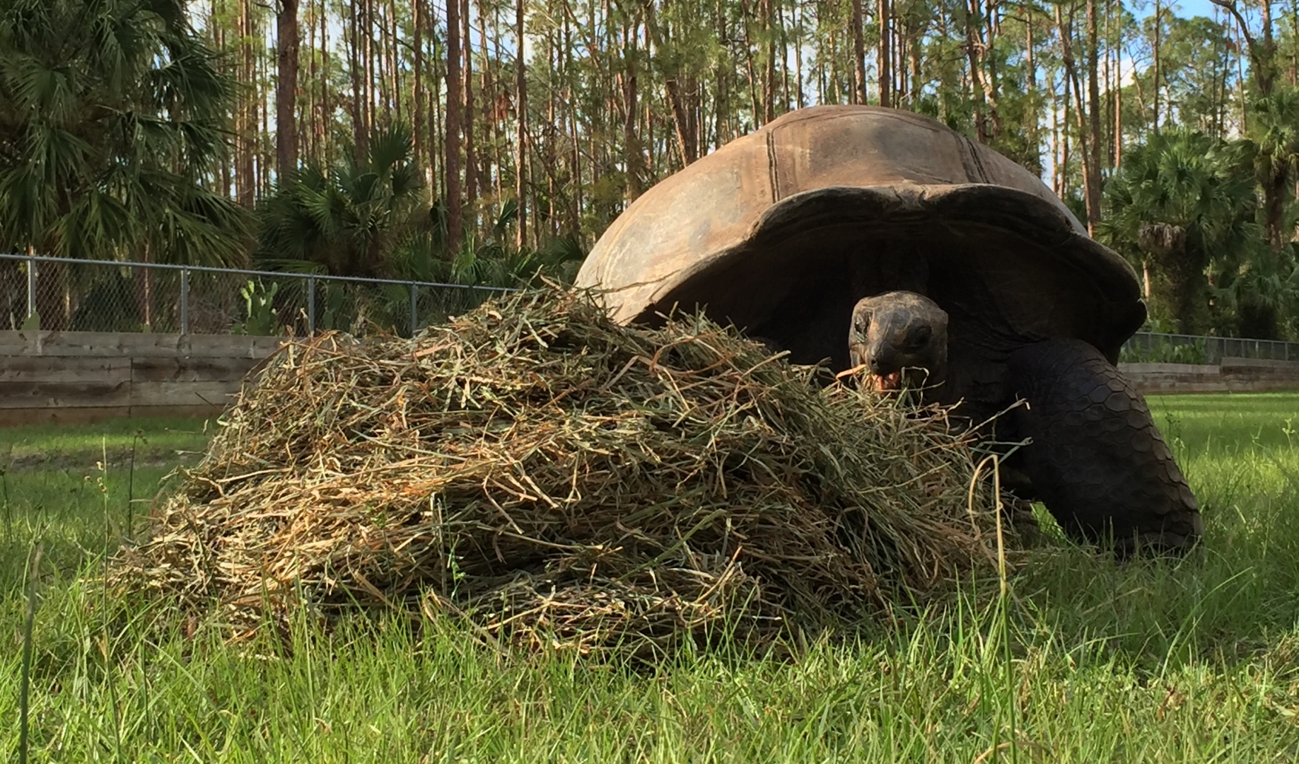 Aldabra Breeders