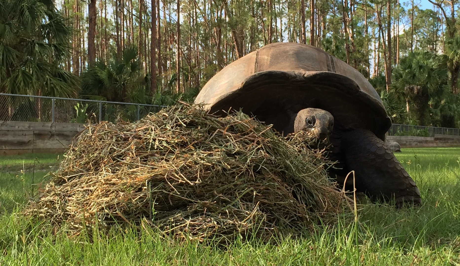 Aldabra Breeders
