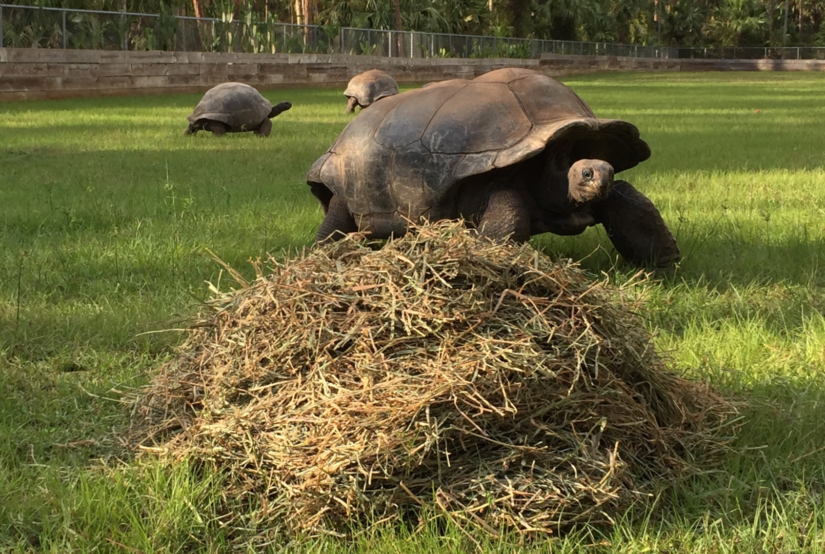 Aldabra Breeders