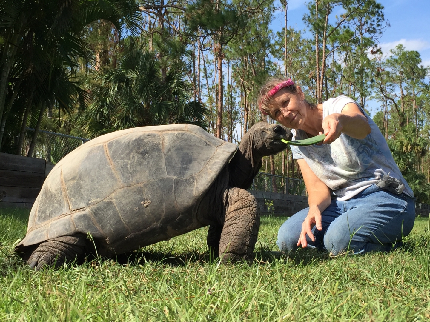 Aldabra Breeders