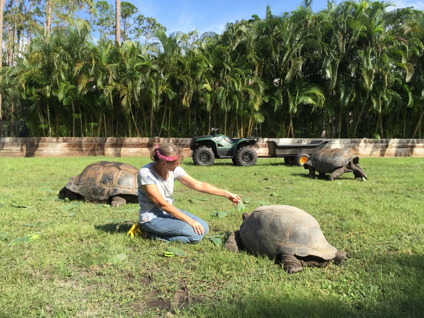Aldabra Breeders
