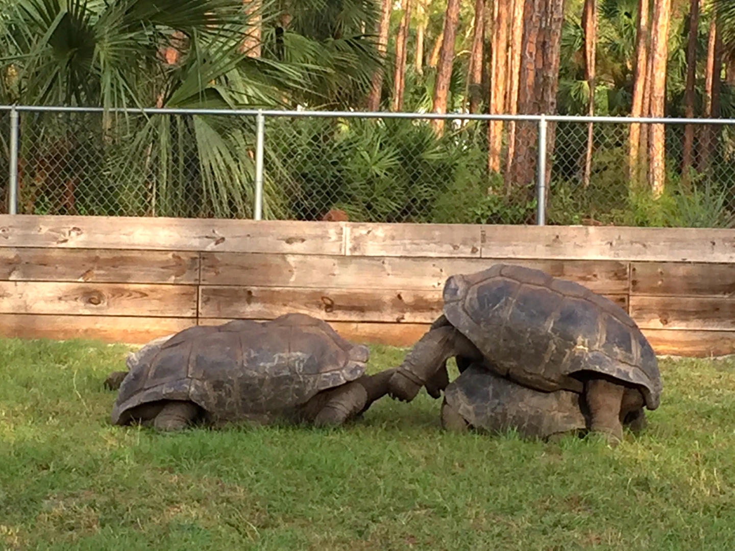 Aldabra Breeders