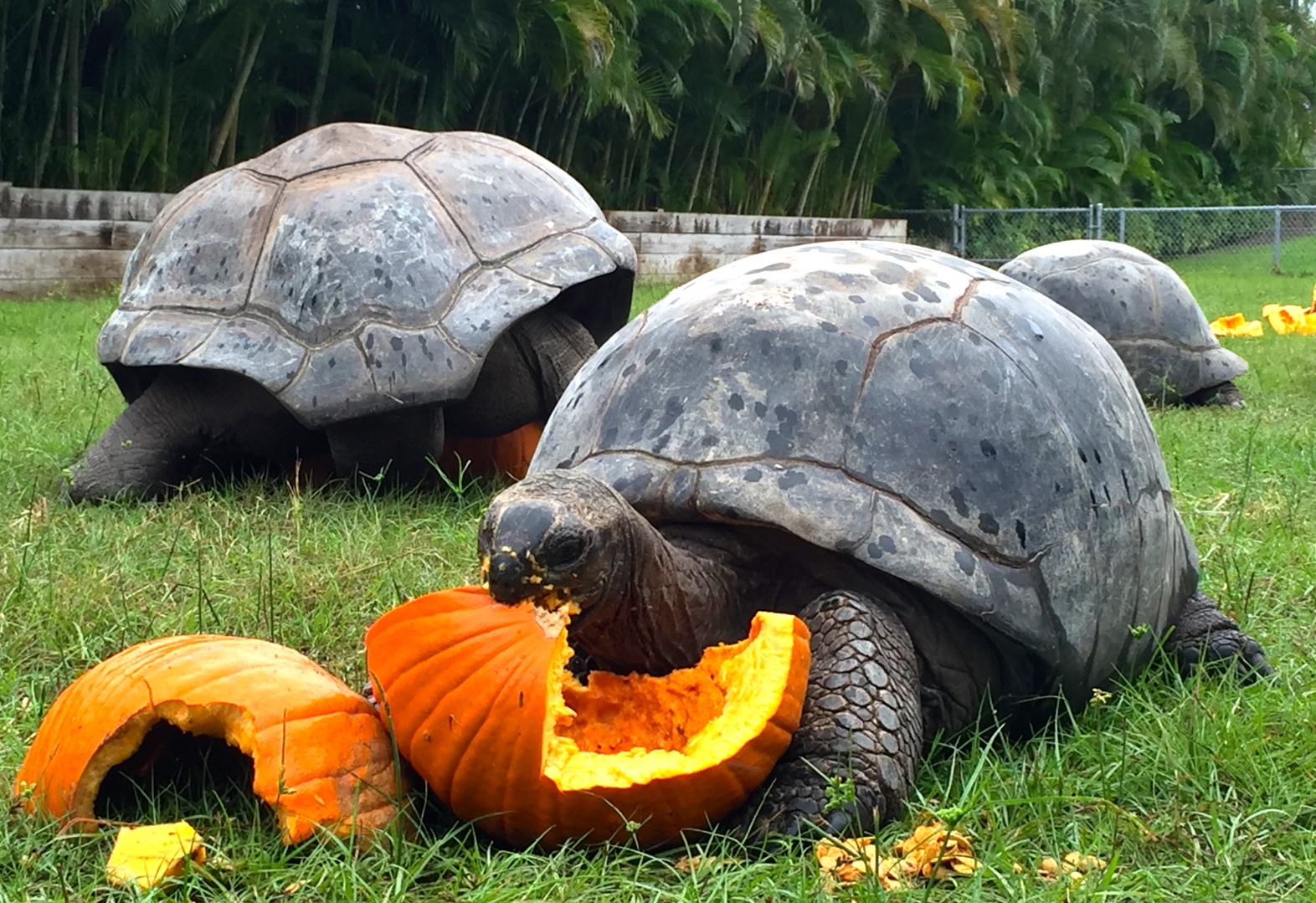 Aldabra Breeders