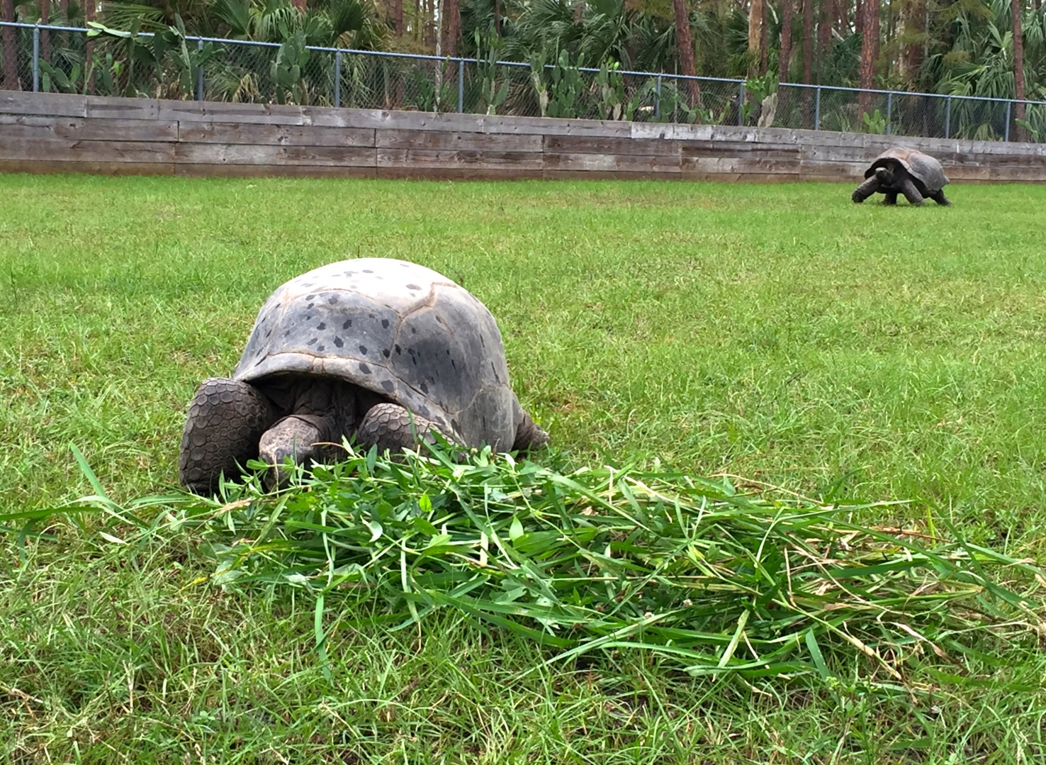 Aldabra Breeders
