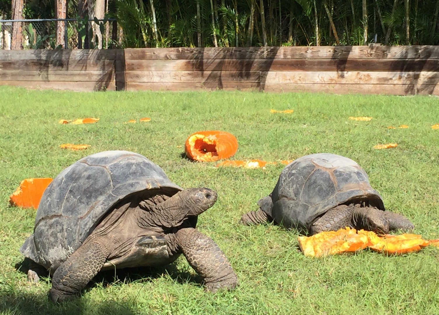 Aldabra Breeders