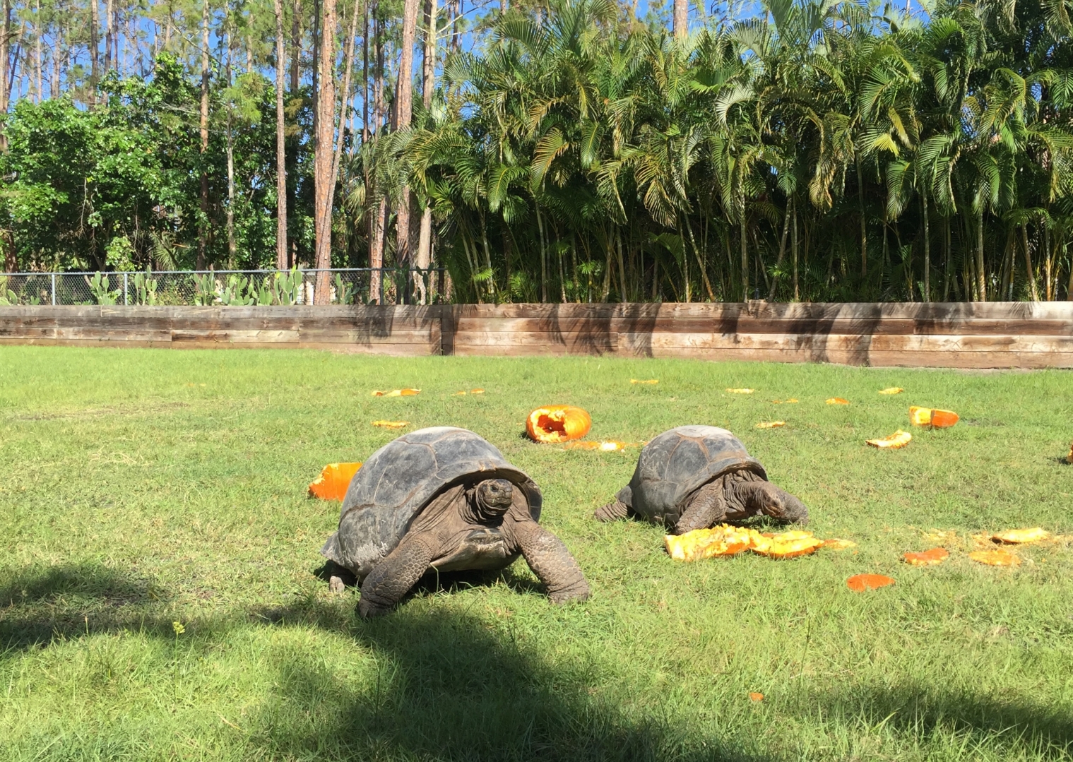 Aldabra Breeders