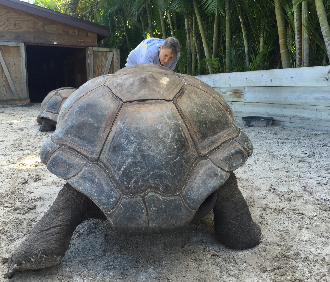 Aldabra Breeders