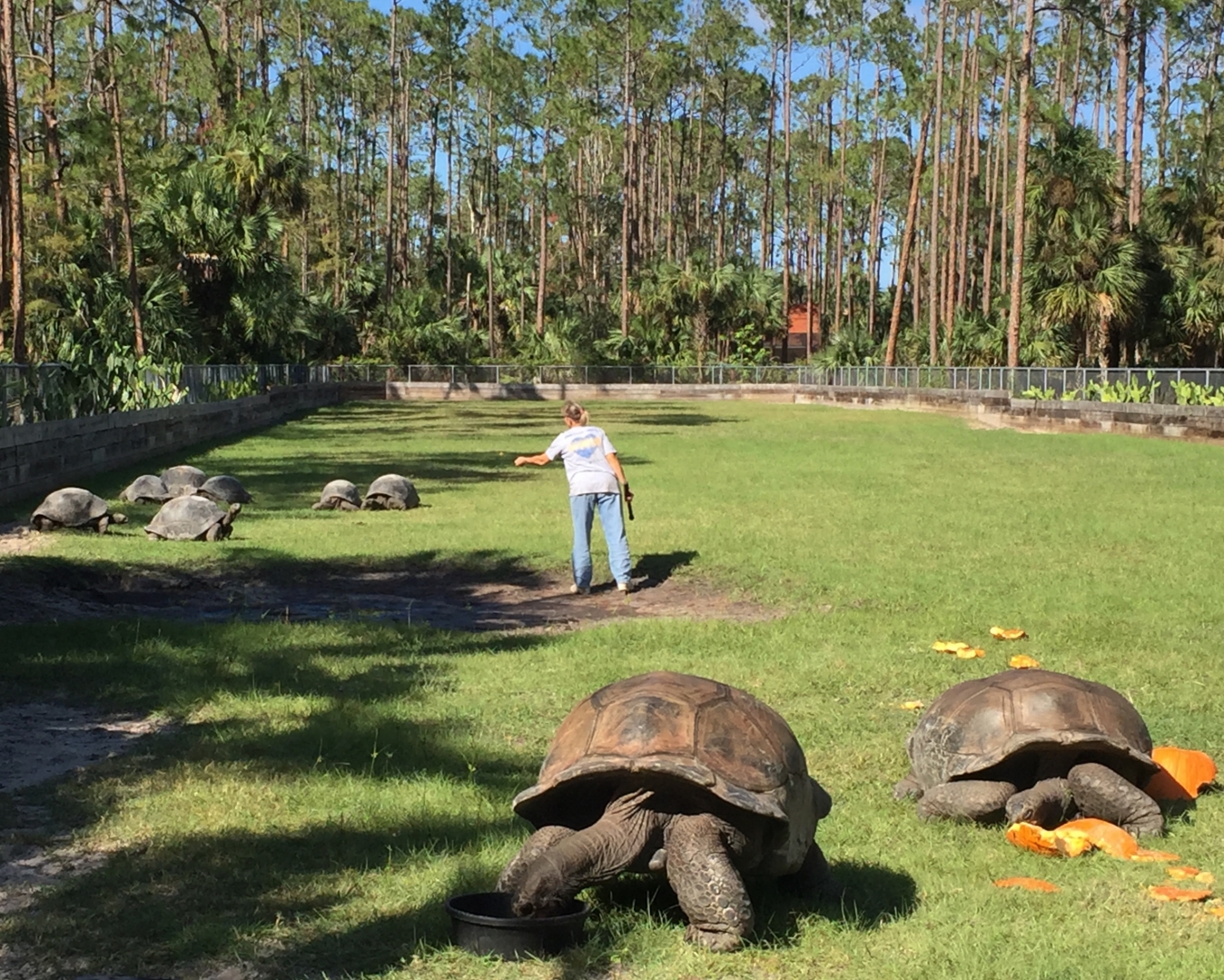 Aldabra Breeders