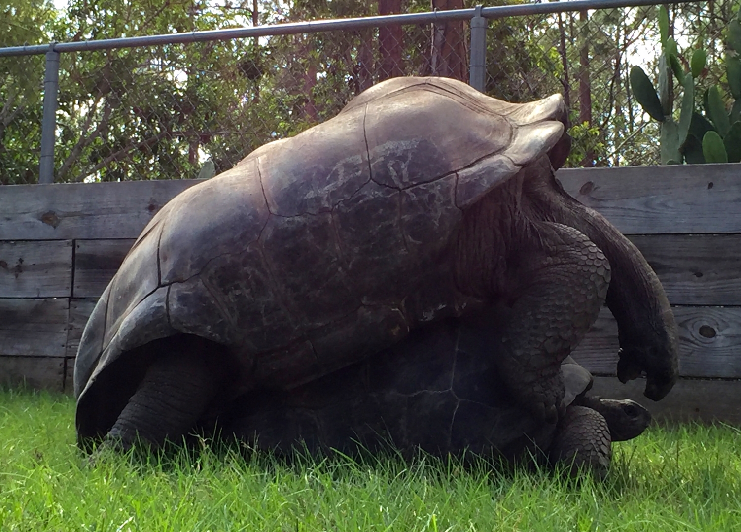Aldabra Breeders
