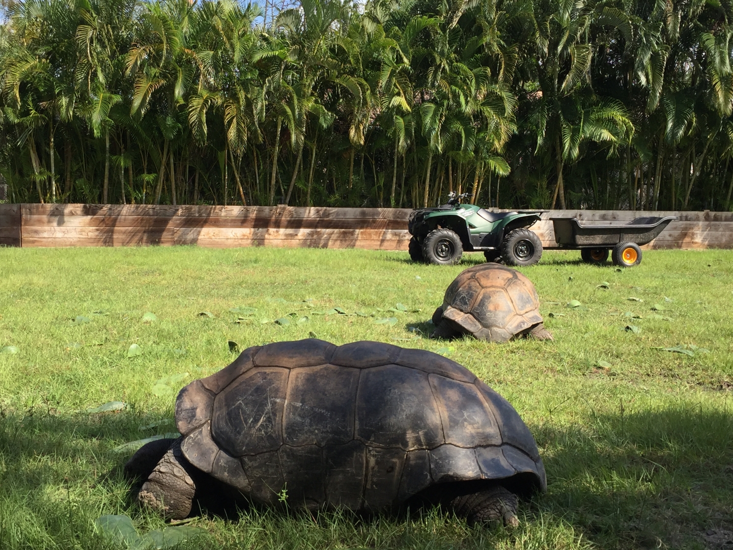 Aldabra Breeders