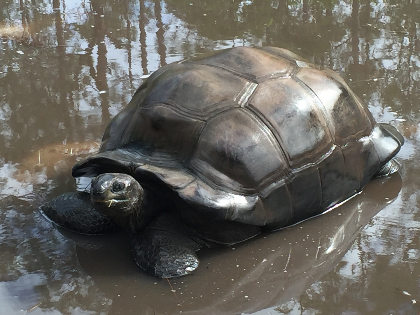Aldabra Breeders