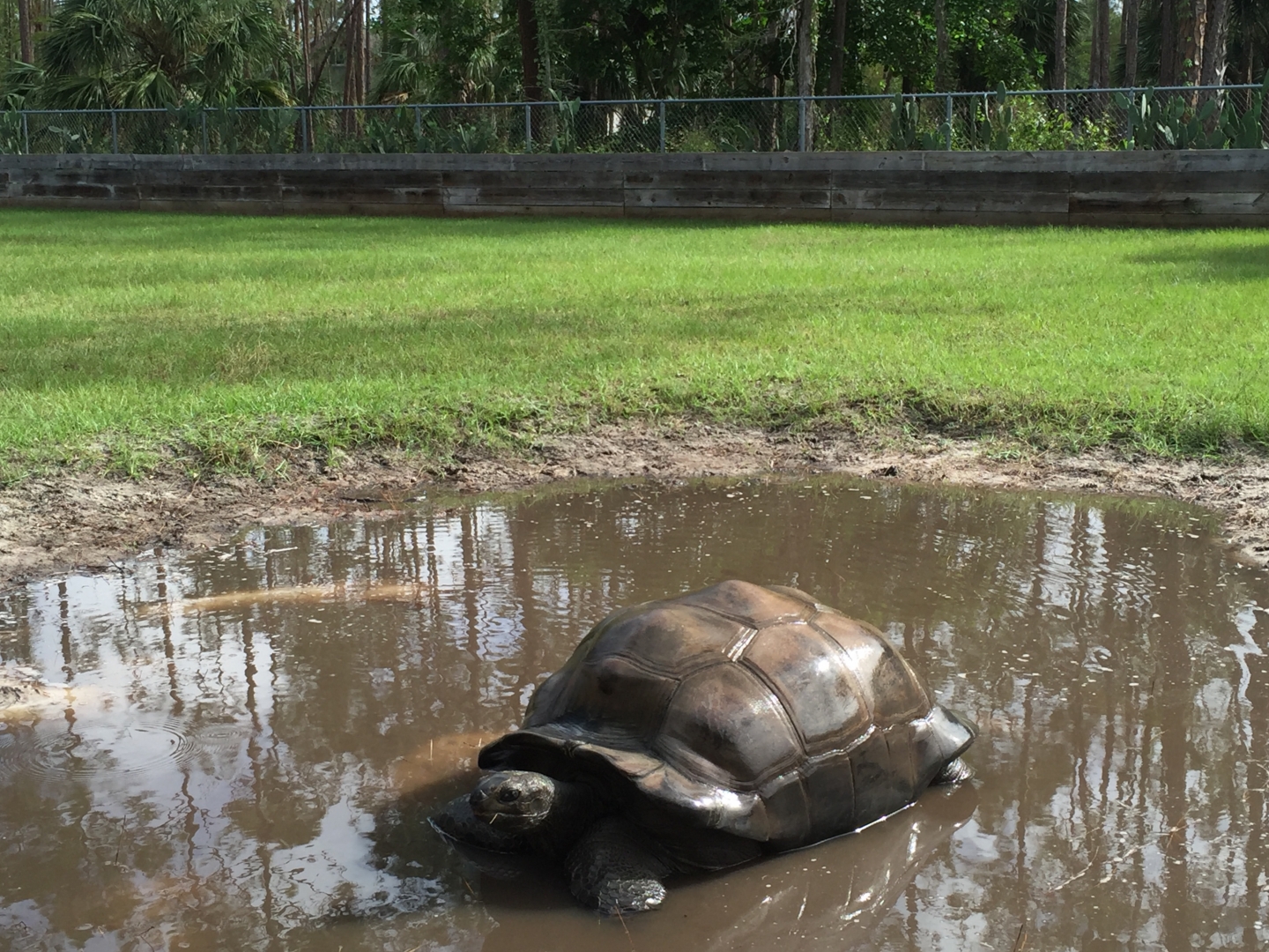 Aldabra Breeders