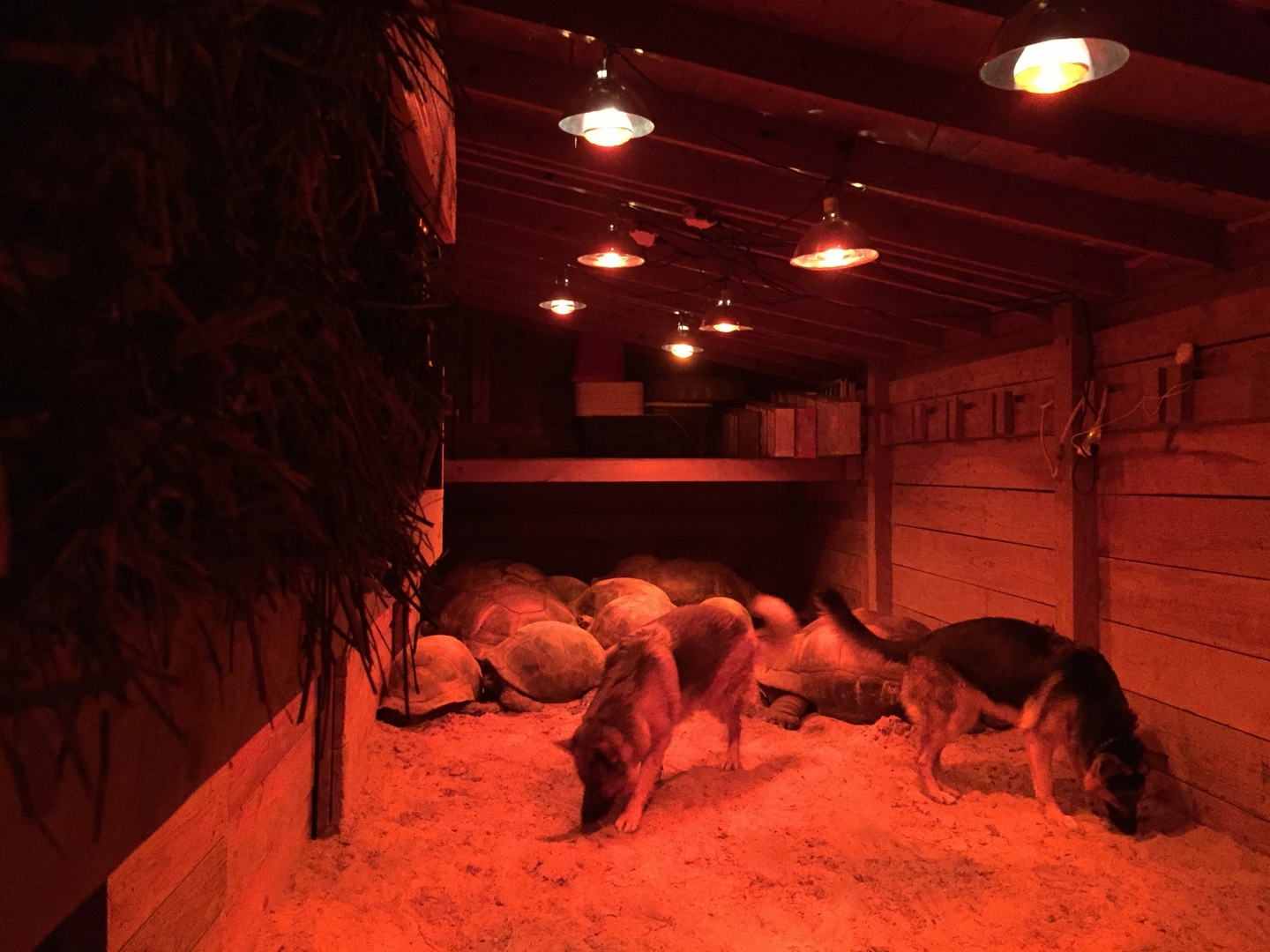 Aldabra Breeders