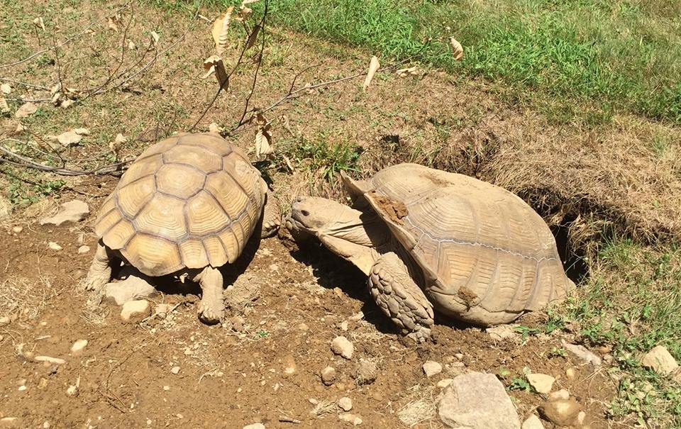 Aldabra Breeders