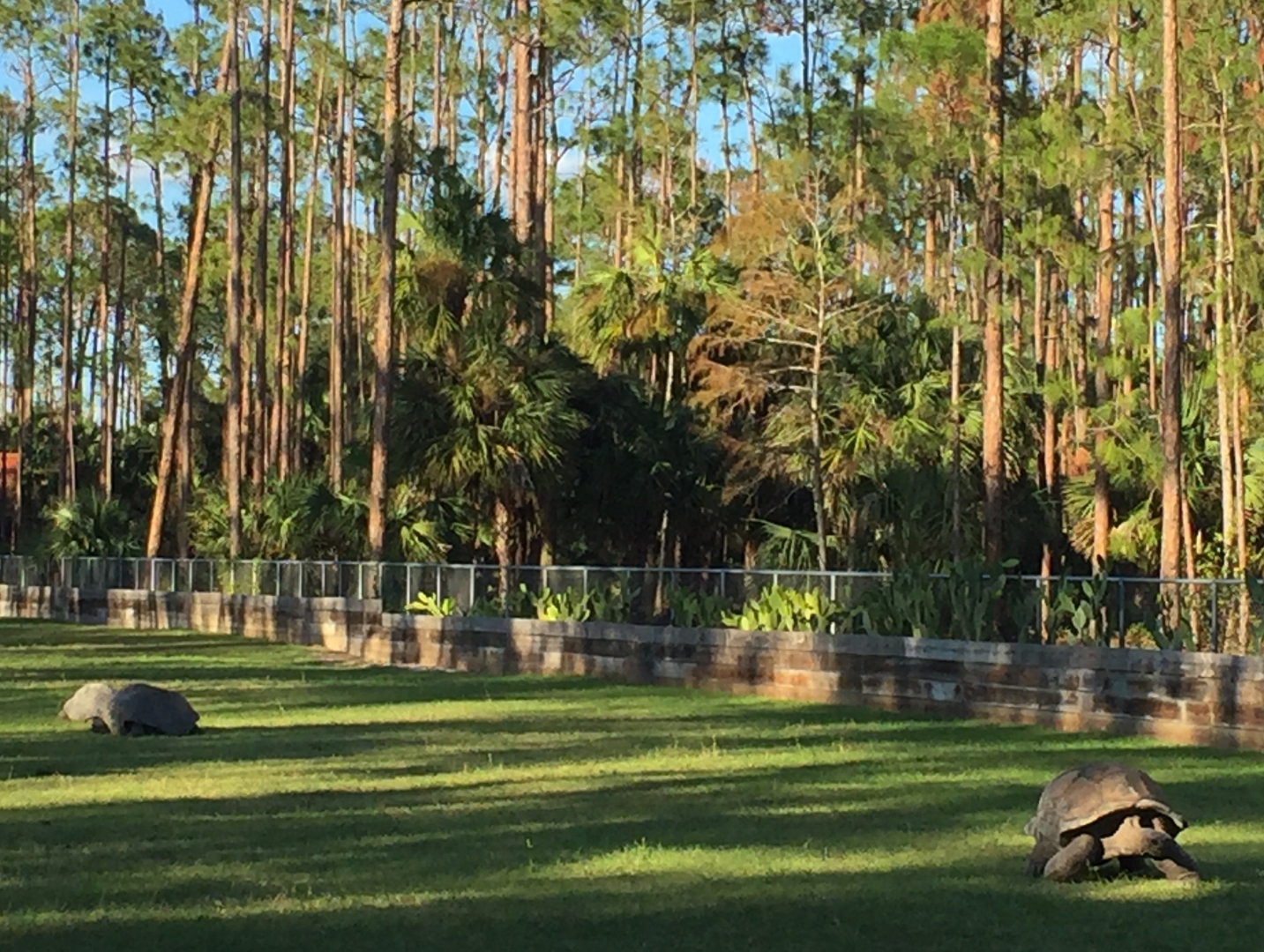Aldabra Breeders