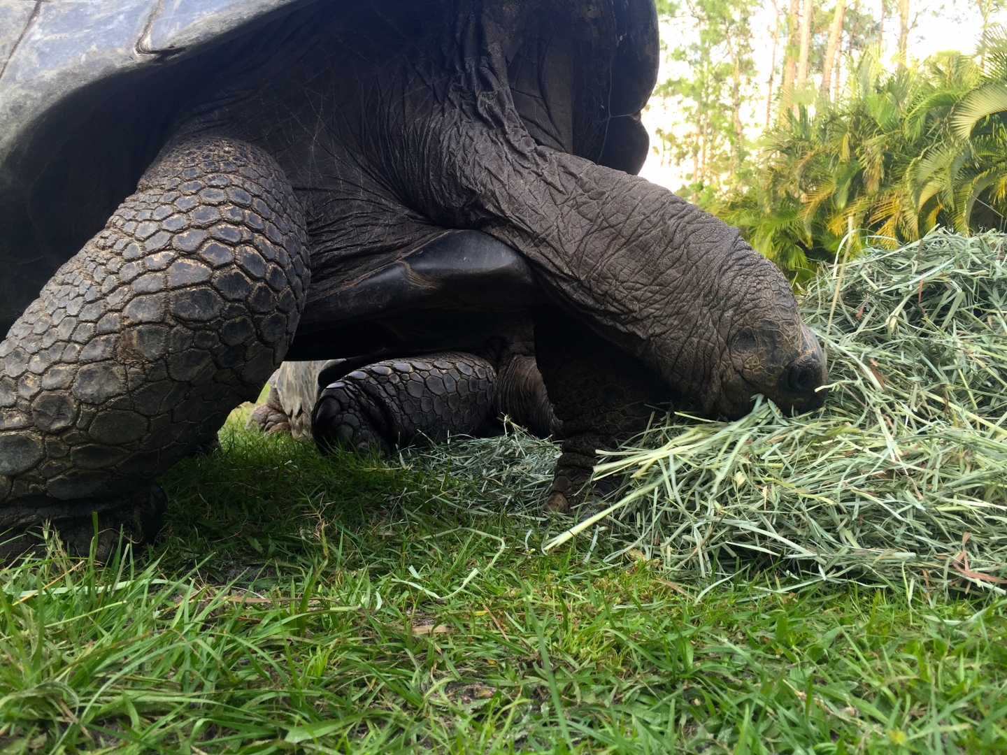 Aldabra Breeders