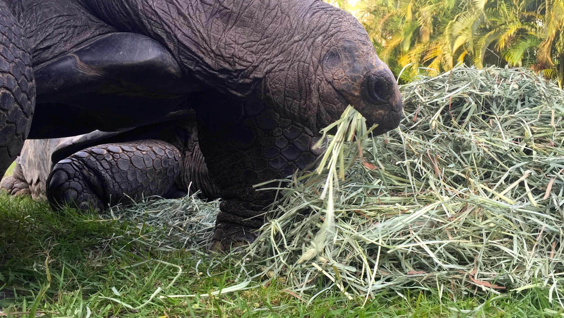 Aldabra Breeders