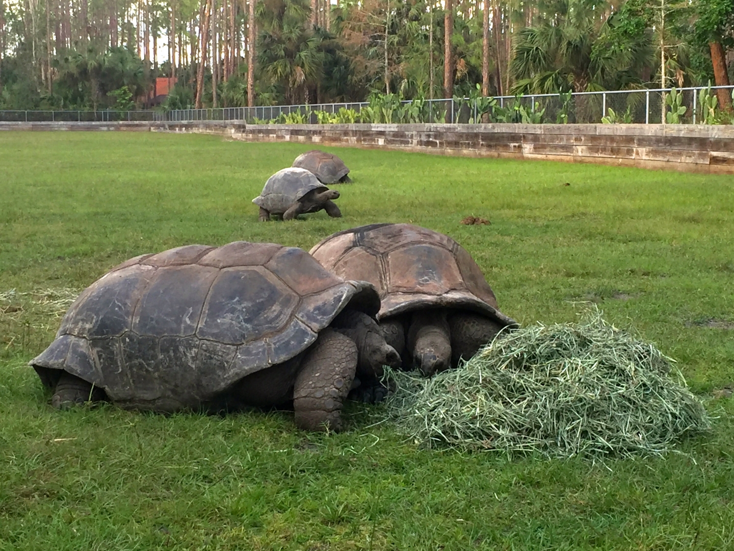 Aldabra Breeders